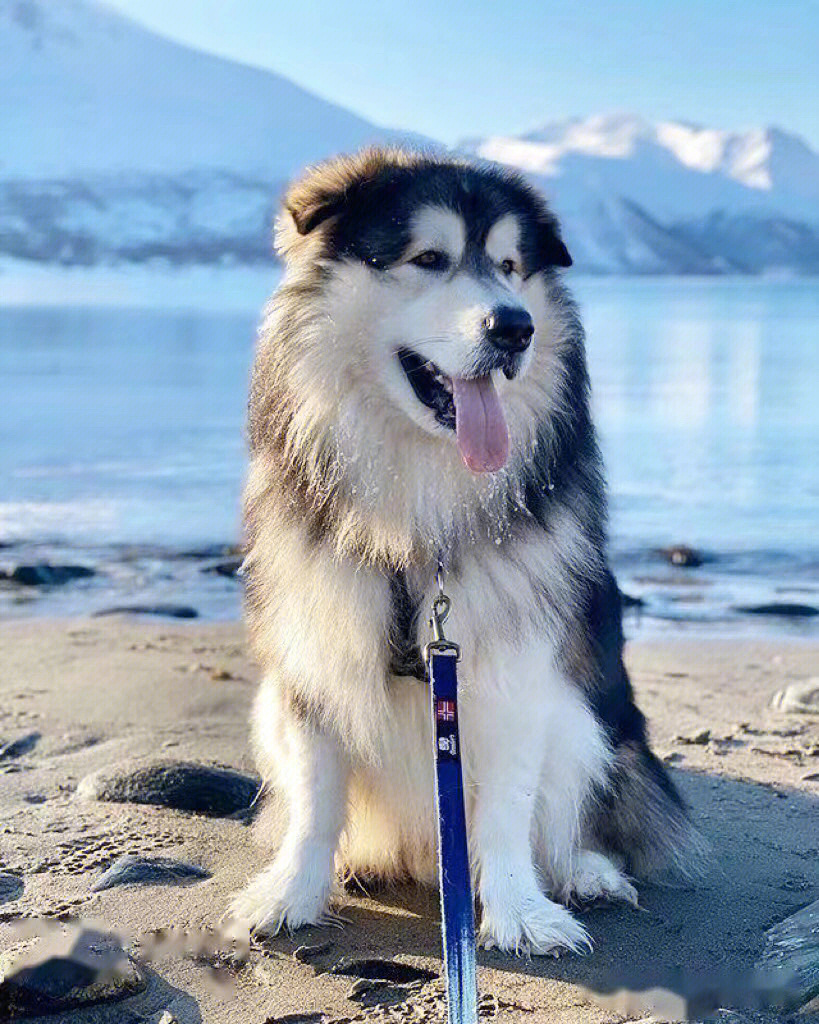 阿拉斯加犬雪橇犬,一匹北方的狼.