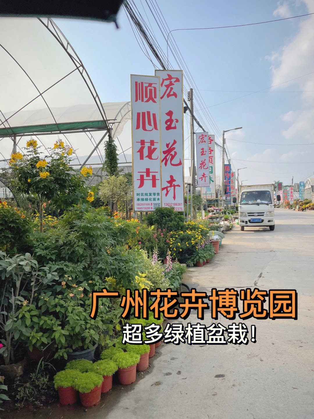 广州最大绿植批发基地图片