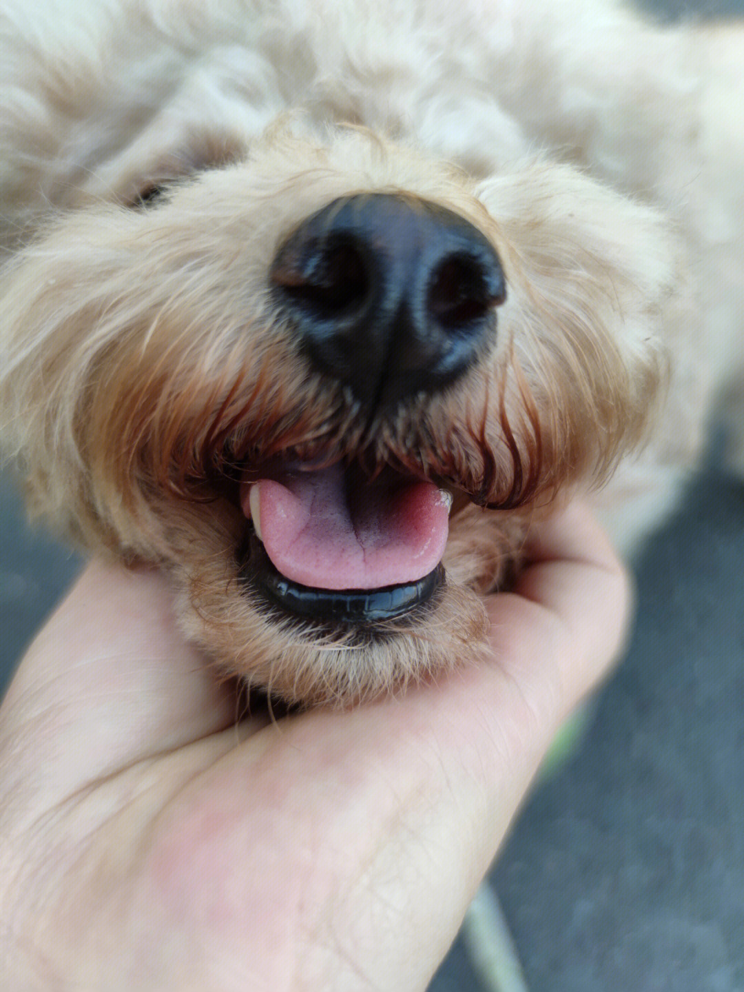 泰迪犬牙齿年龄图片