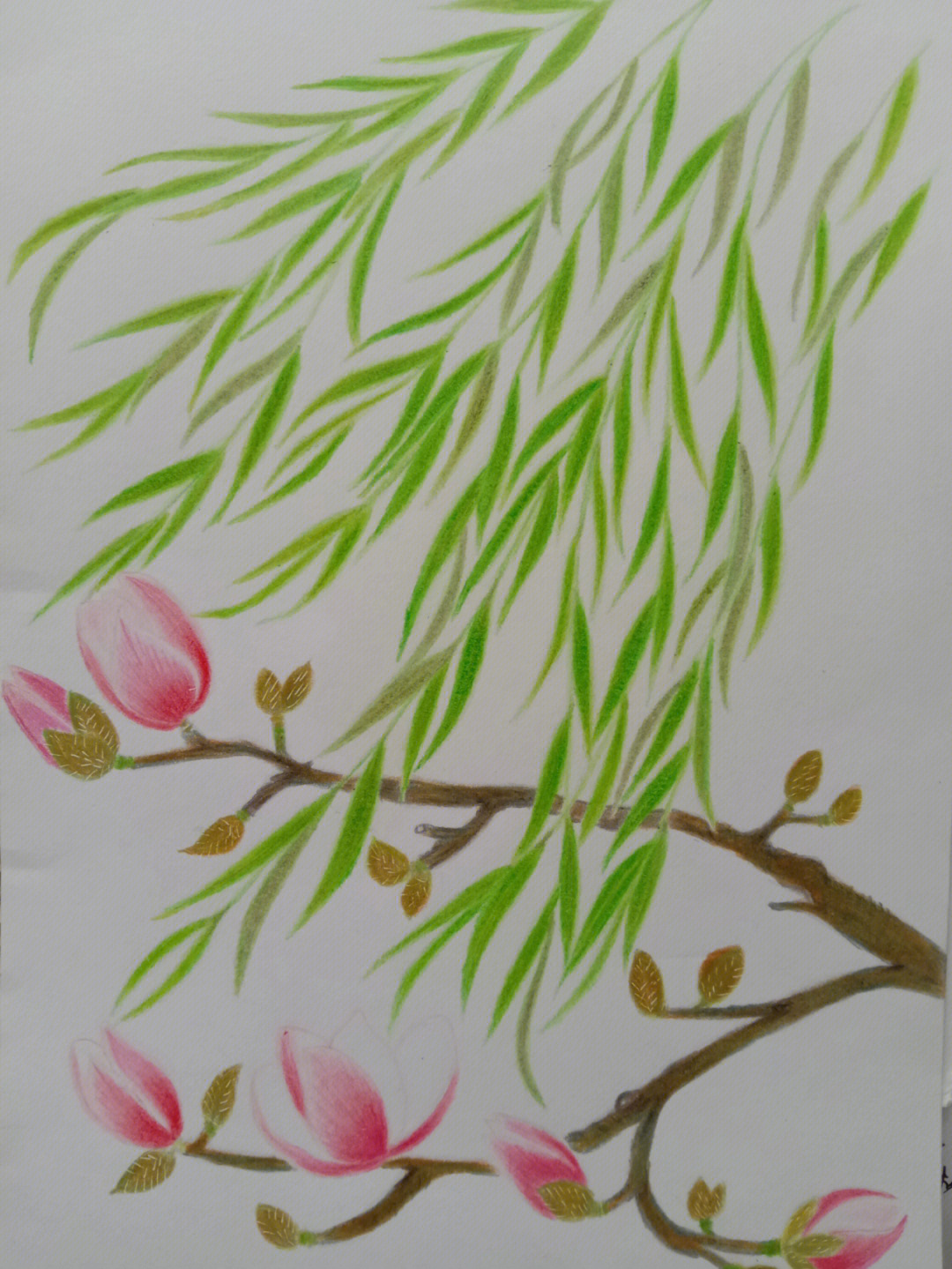 柳树怎么画彩铅图片