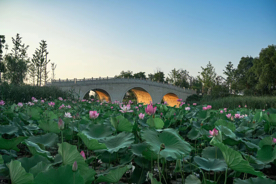 上秦淮湿地公园荷花