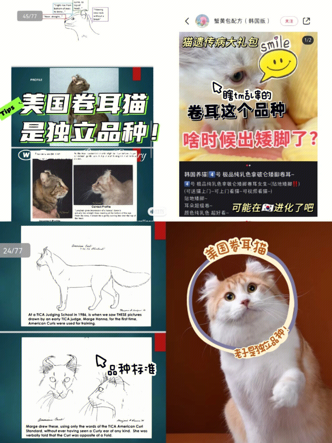 美国卷耳猫缺点图片