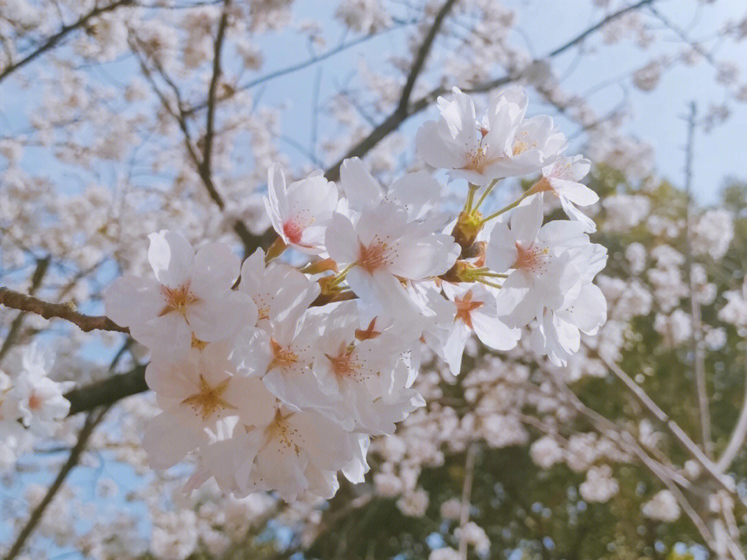 在春日阳光中舞动的樱花