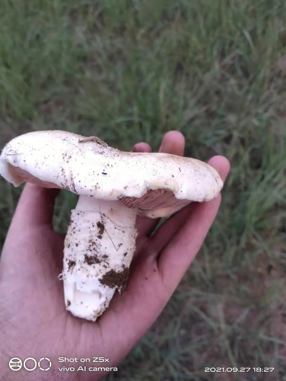 能帮我看看这个蘑菇能吃吗