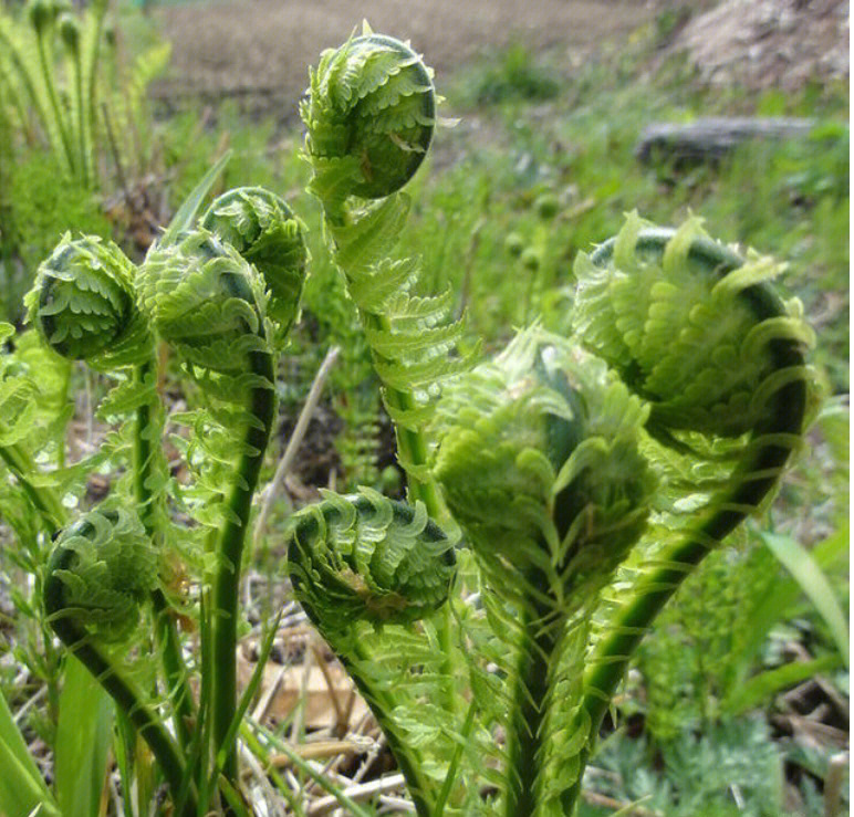 为啥东北山野菜叫"广东菜"