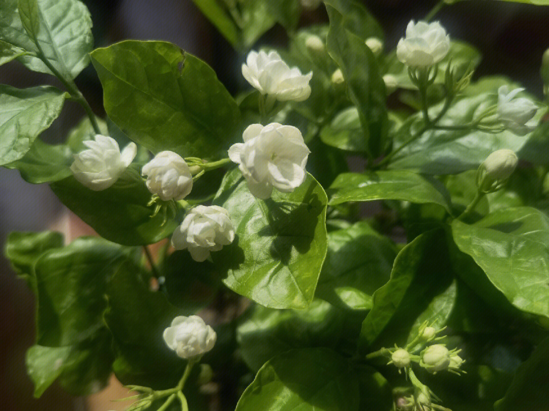 茉莉花样子颜色气味图片