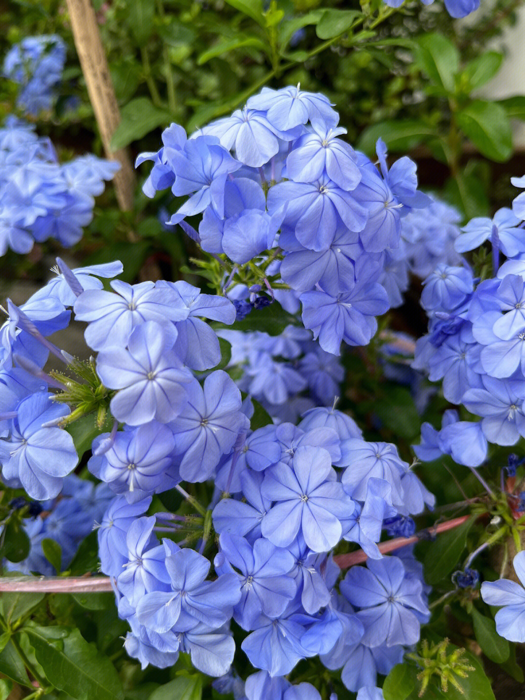 蓝色木槿花花语图片