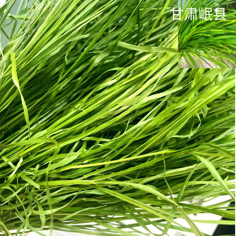 2022头茬精品烘干提摩西草