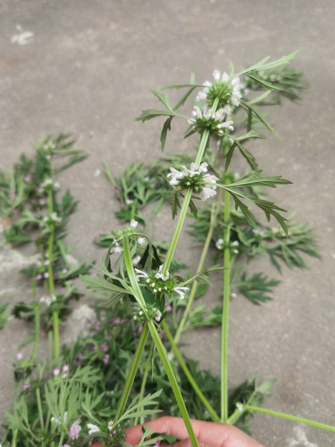 草药益阳草图片图片