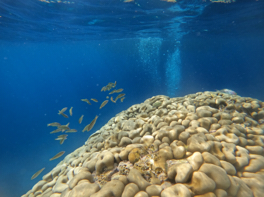 红海海底发现埃及战车图片