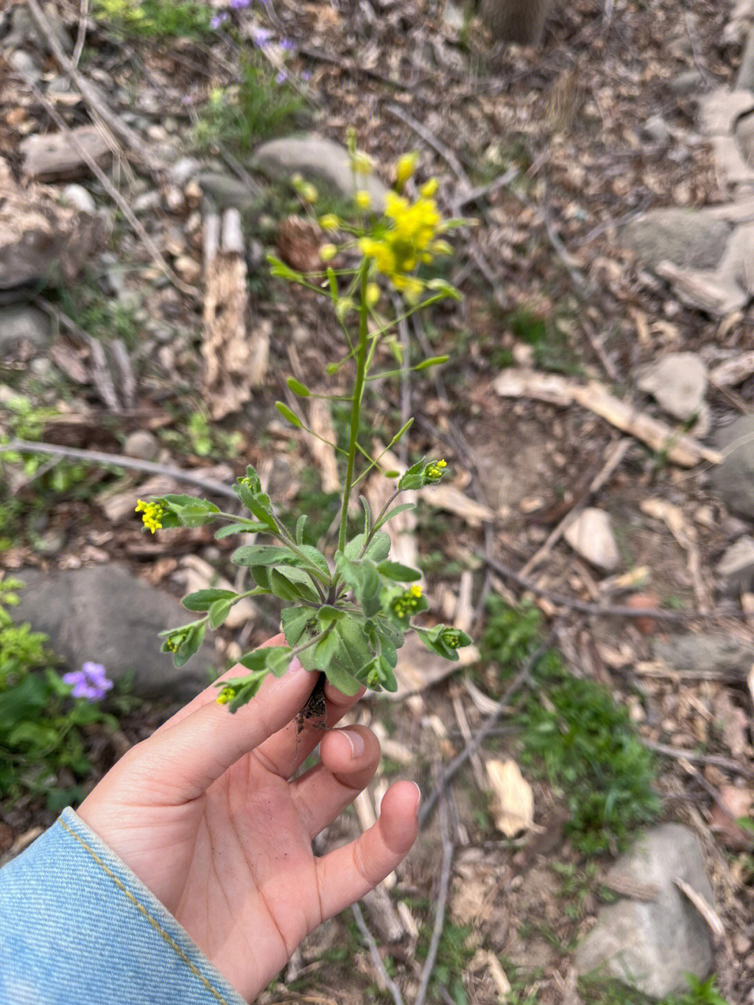 不知道名字的植物2葶苈