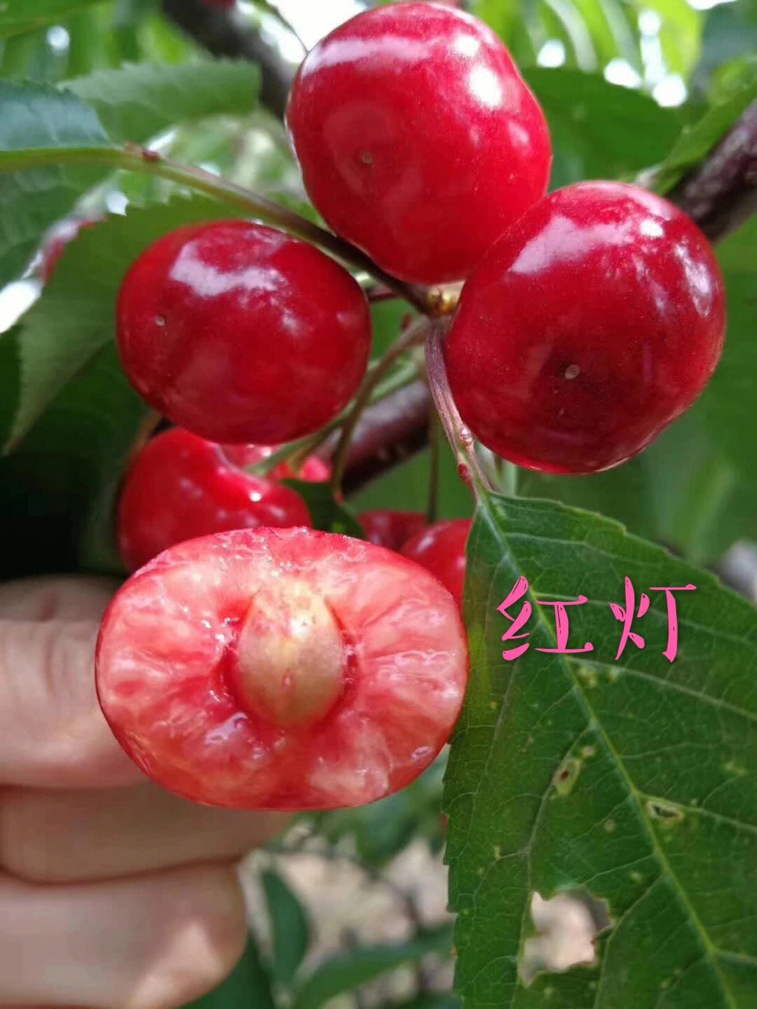 红灯笼樱桃简介图片