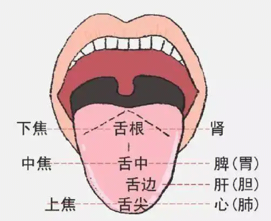 舌头背面正常图片大全图片
