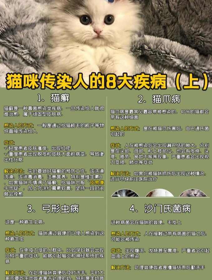 猫菌感染人会怎样图片图片