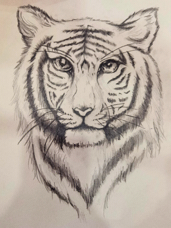 老虎画铅笔画画法图片
