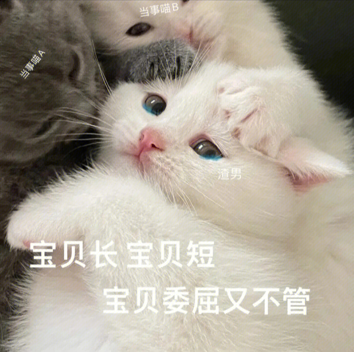 小猫咪#委屈#奇奇怪怪表情包