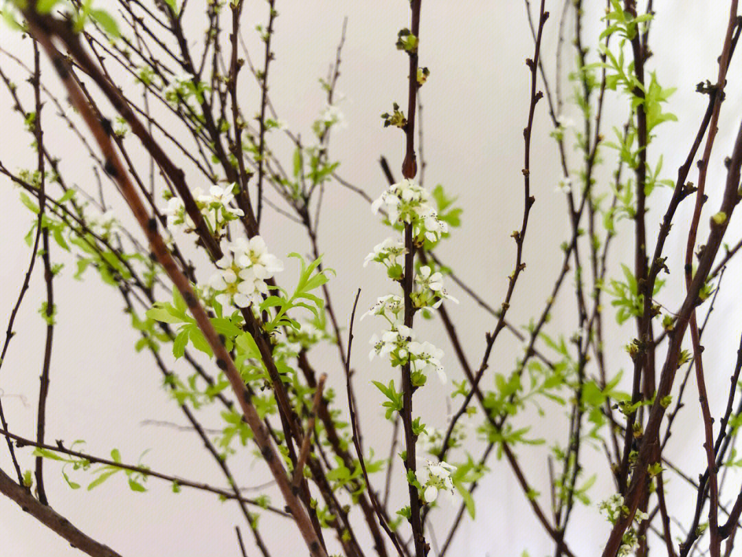 雪柳干枝开花的原理图片