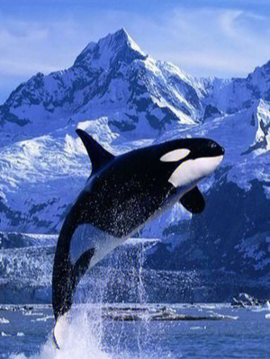 虎鲸智商最接近人类的海洋哺乳动物
