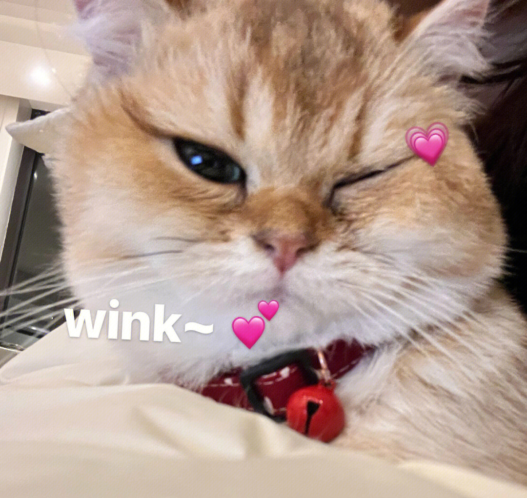 wink表情包 猫咪图片