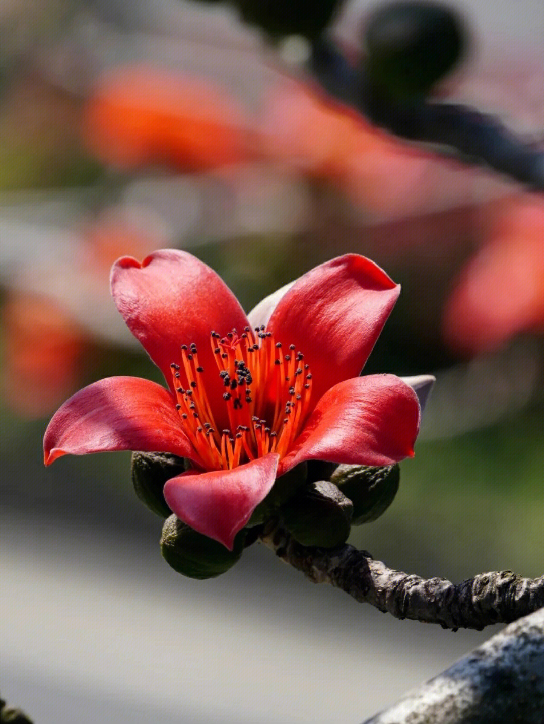 木棉花