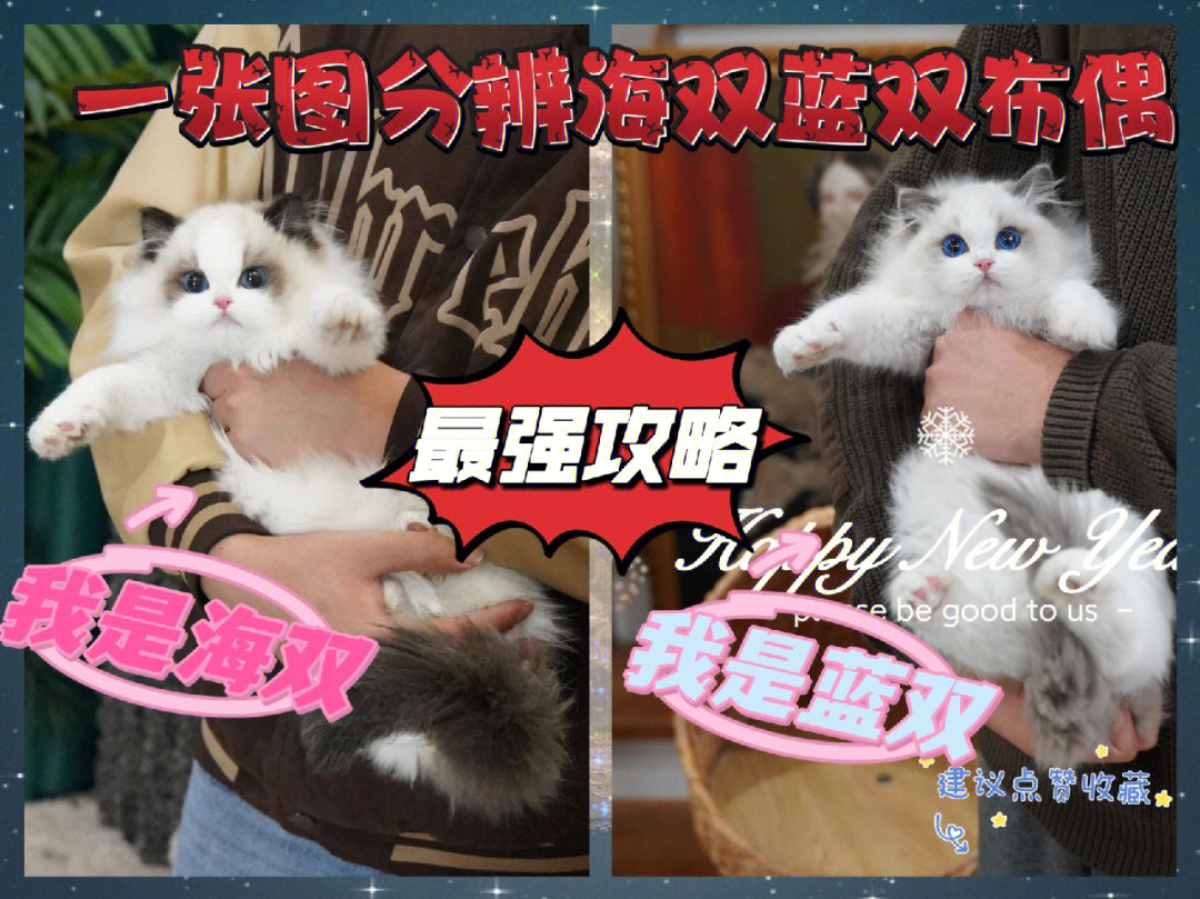 如何分辨蓝双海双