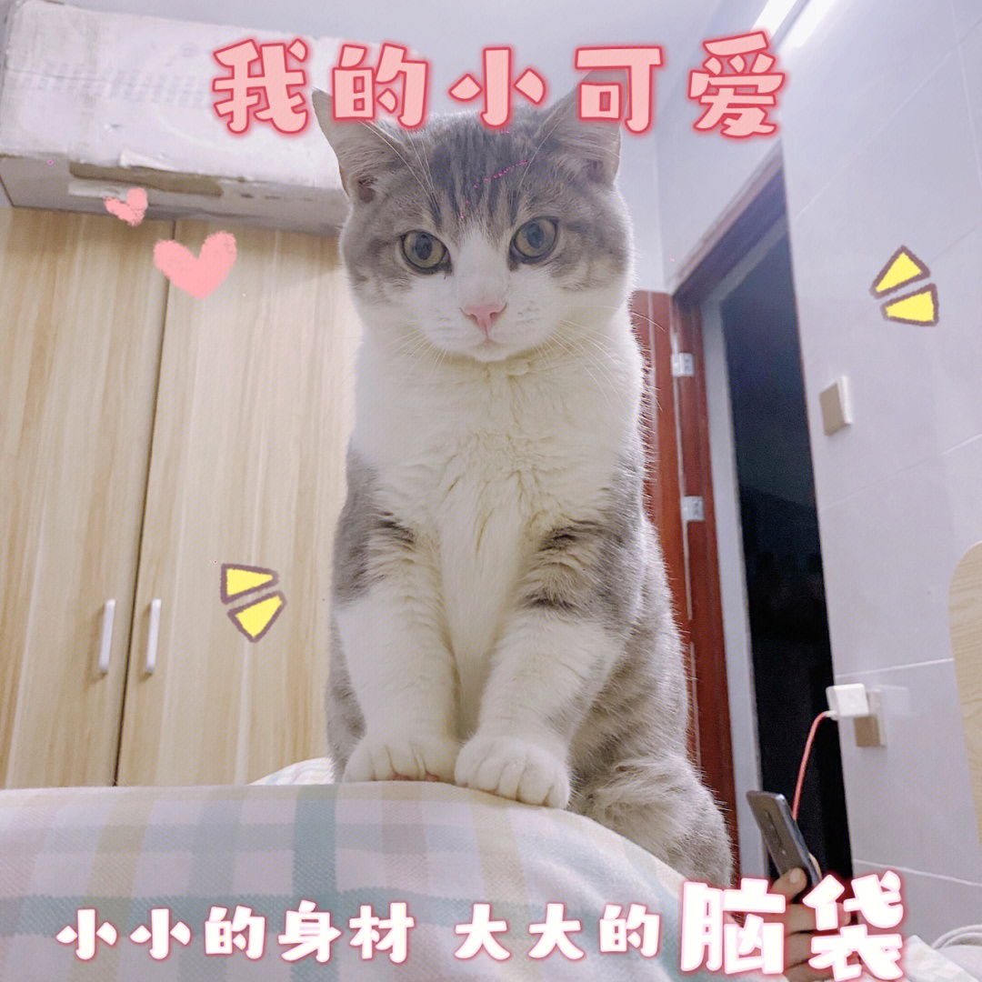 四个月的猫这体型正常吗