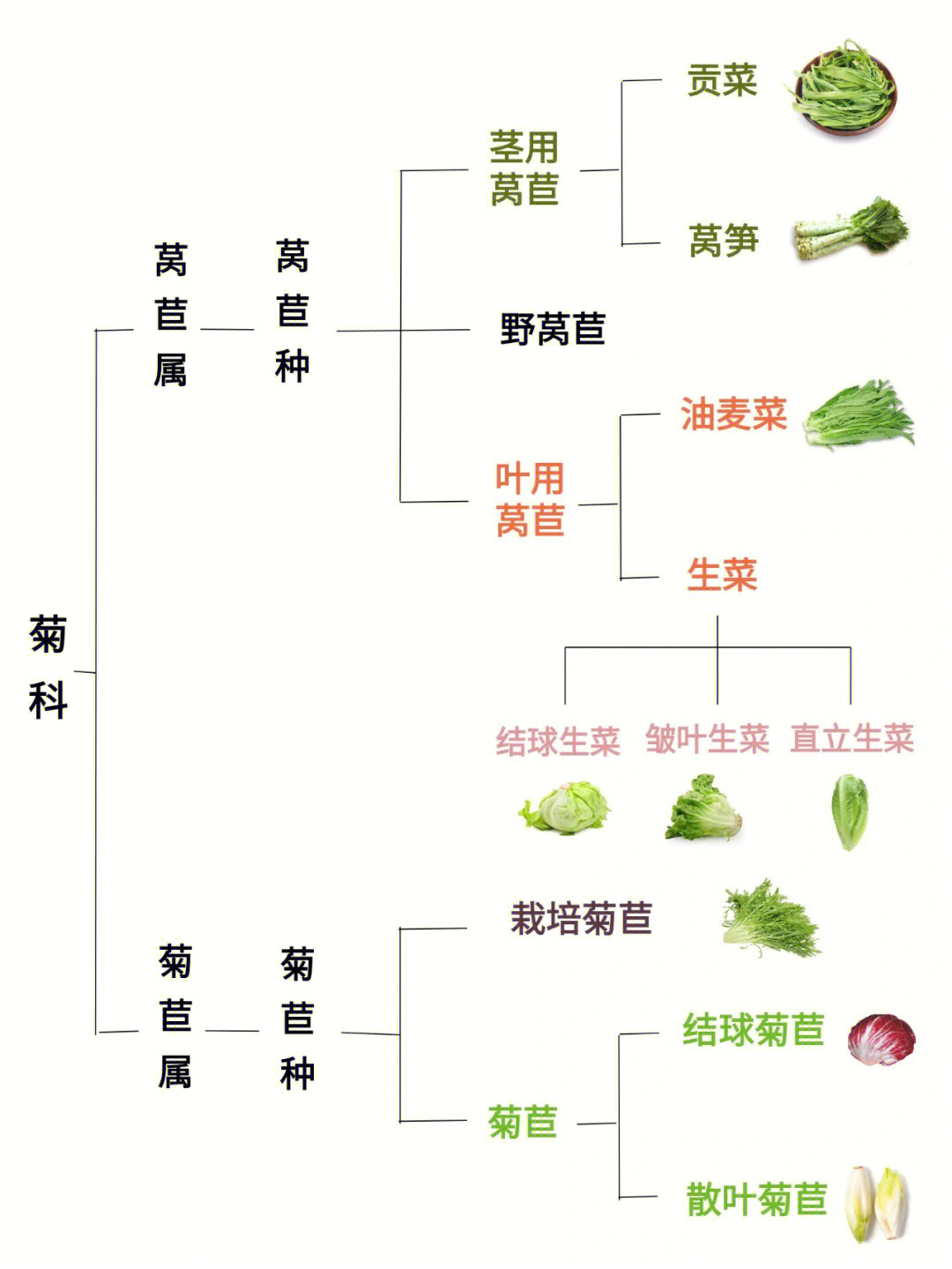 香笋和莴笋的区别图图片