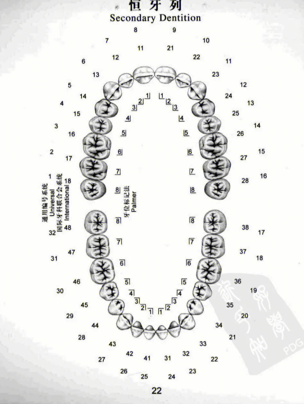 牙齿序号图排号图片