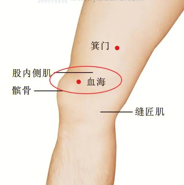 大腿内侧血位置示意图图片