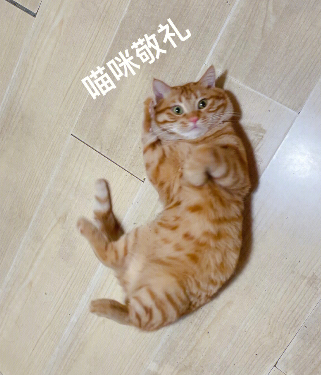 猫咪敬礼原图图片