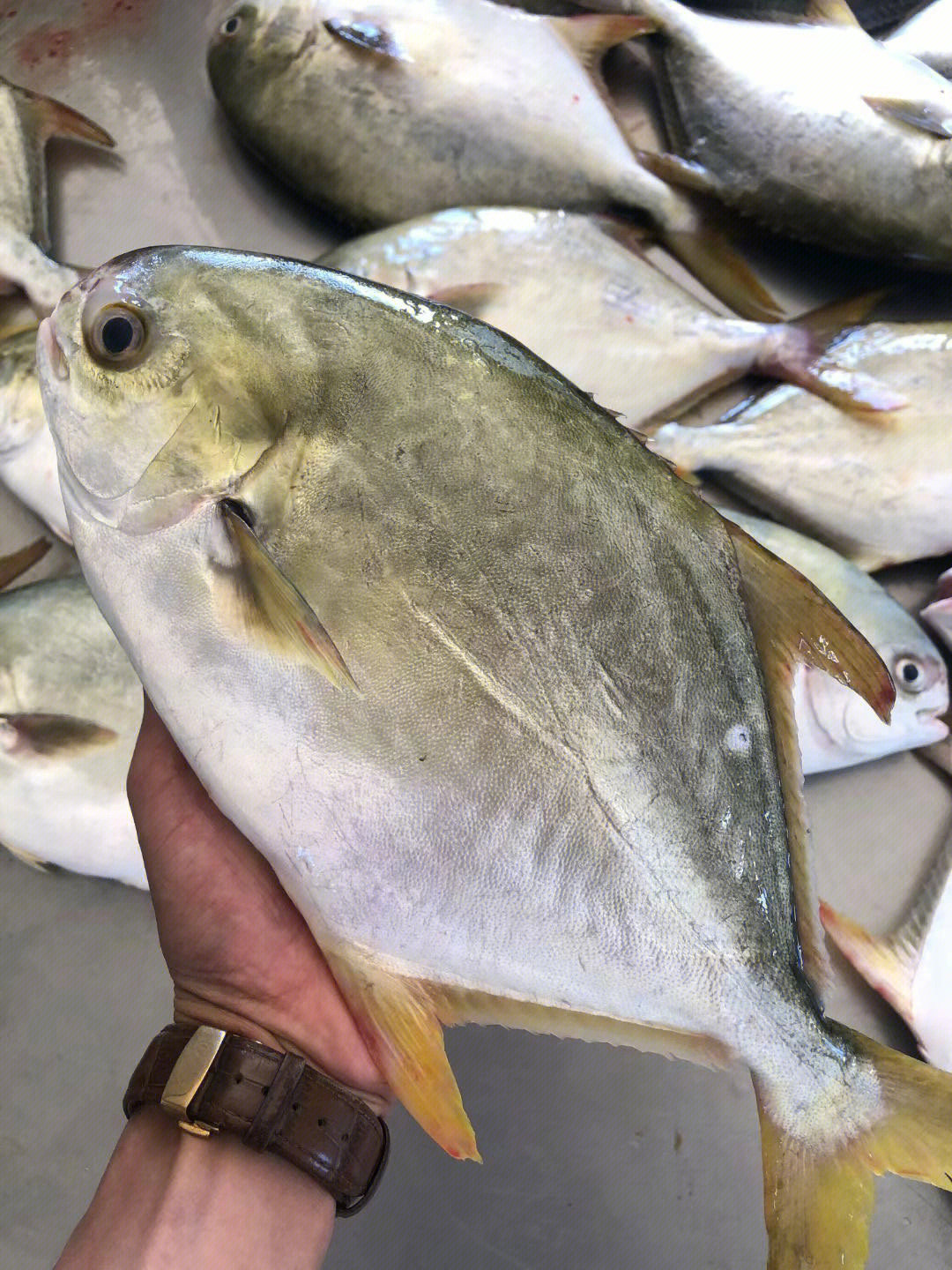 海水大金鲳鱼