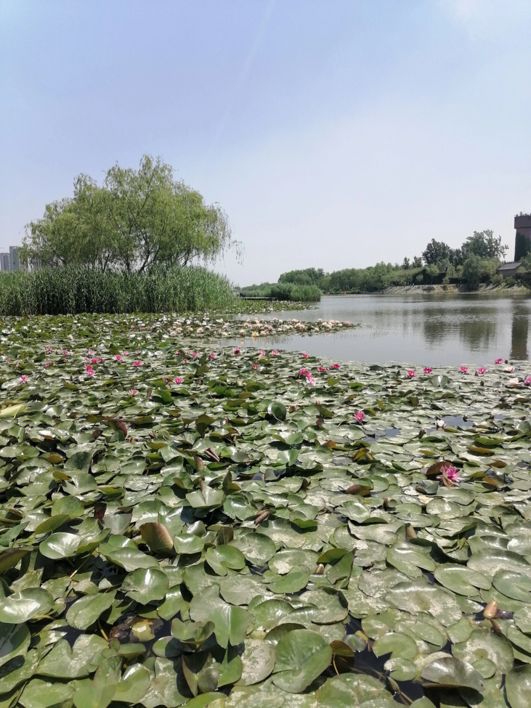 红莲湖二期睡莲花开正当时