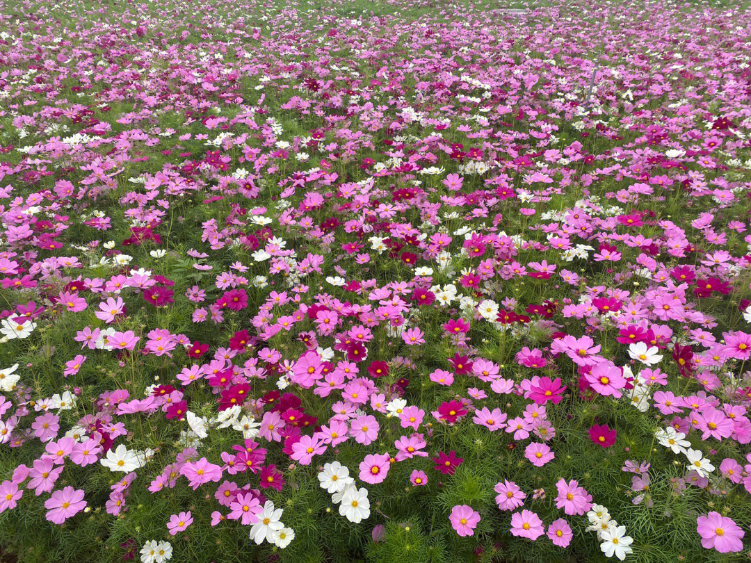 绍兴五一游玩之新昌梅渚花海