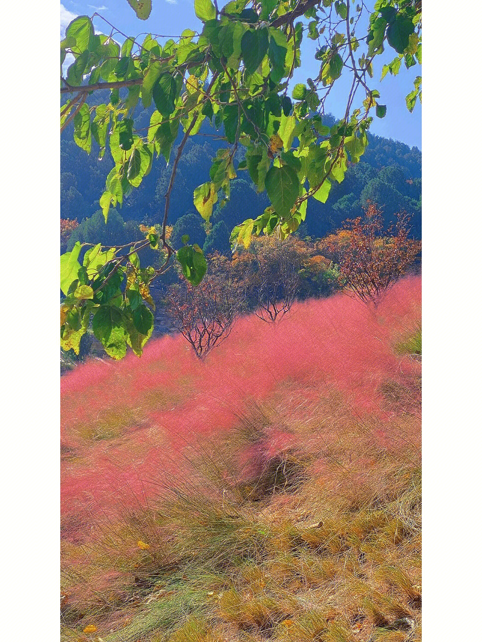 济南龙洞路花海图片