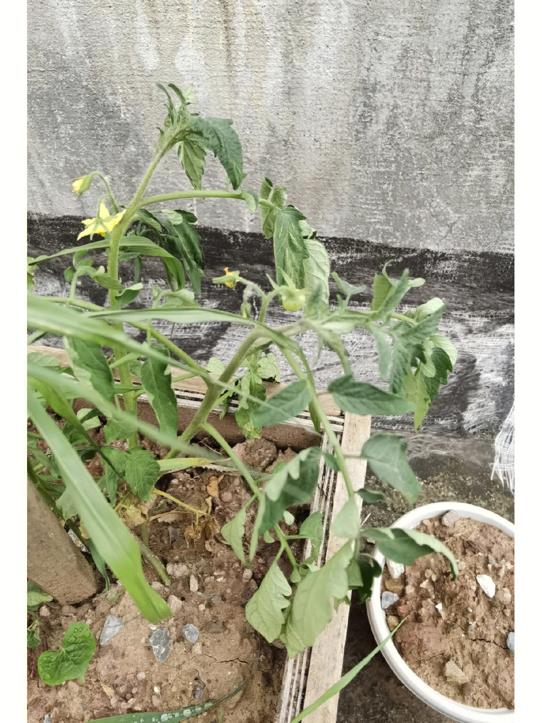 番茄种植  之前放楼顶的番茄苗,让他自生自灭的生长,被好心的阿姨放