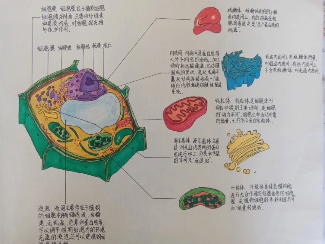 动植物细胞结构层次图图片