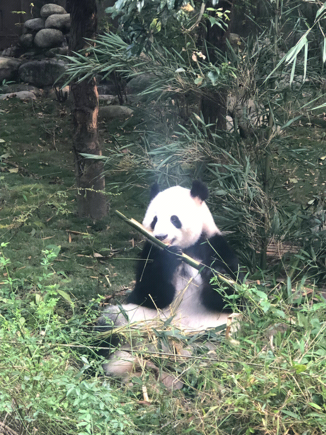 成都大熊猫繁育研究基地