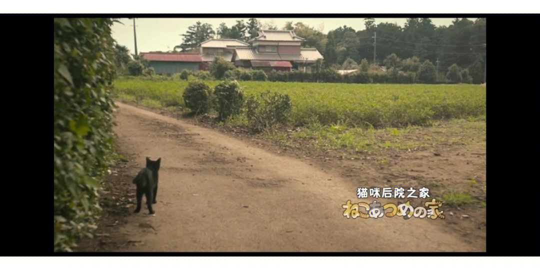 治愈电影猫咪后院之家