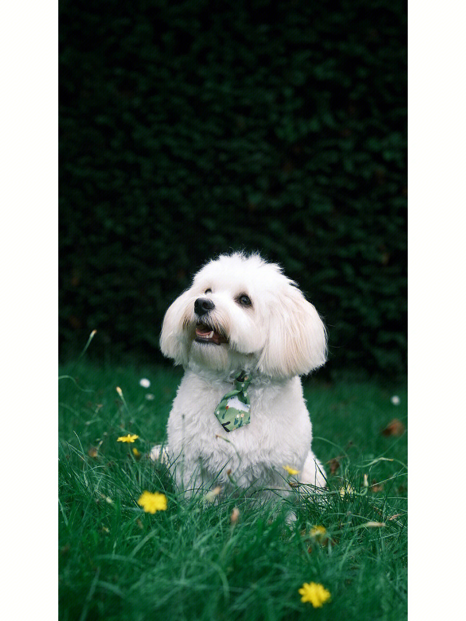 伦敦宠物摄影想给你的狗狗拍张照哈瓦那犬