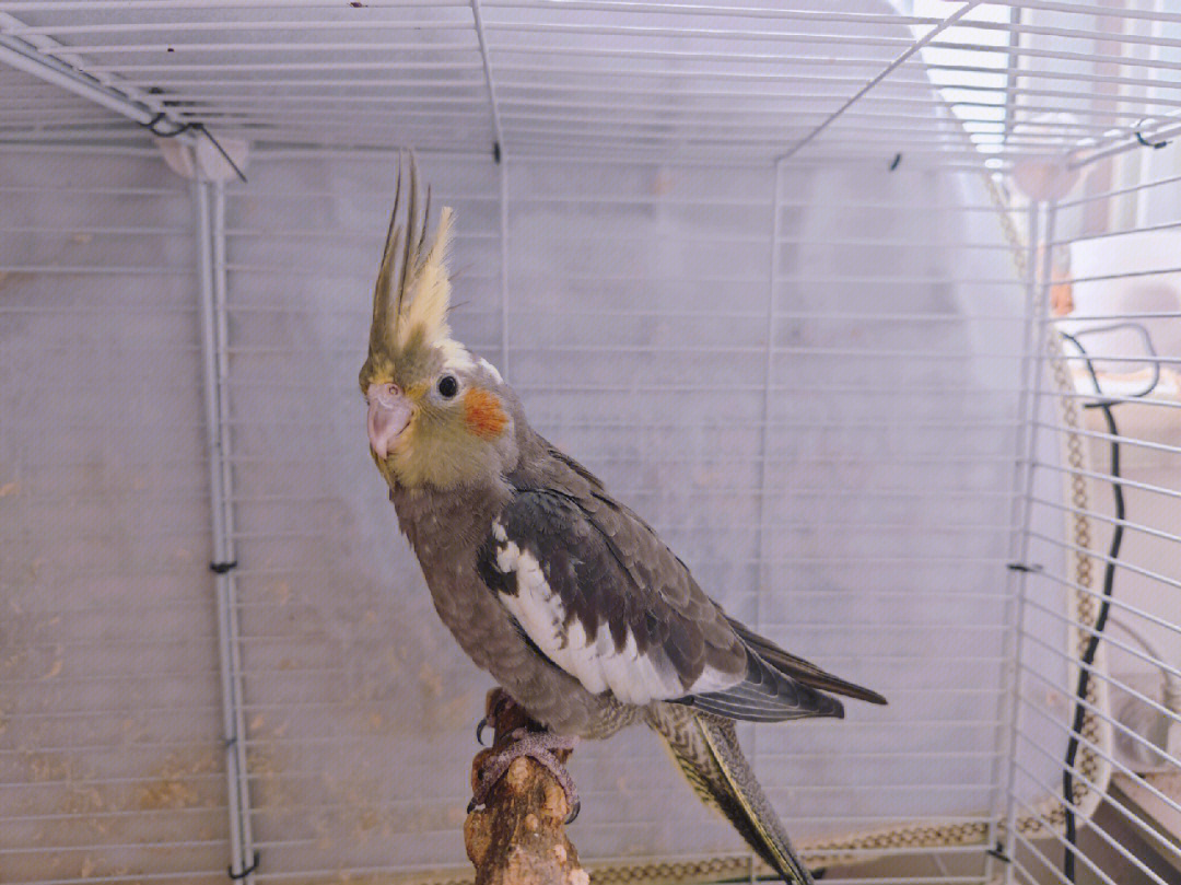 出售自家手养繁殖的原始灰玄凤鹦鹉