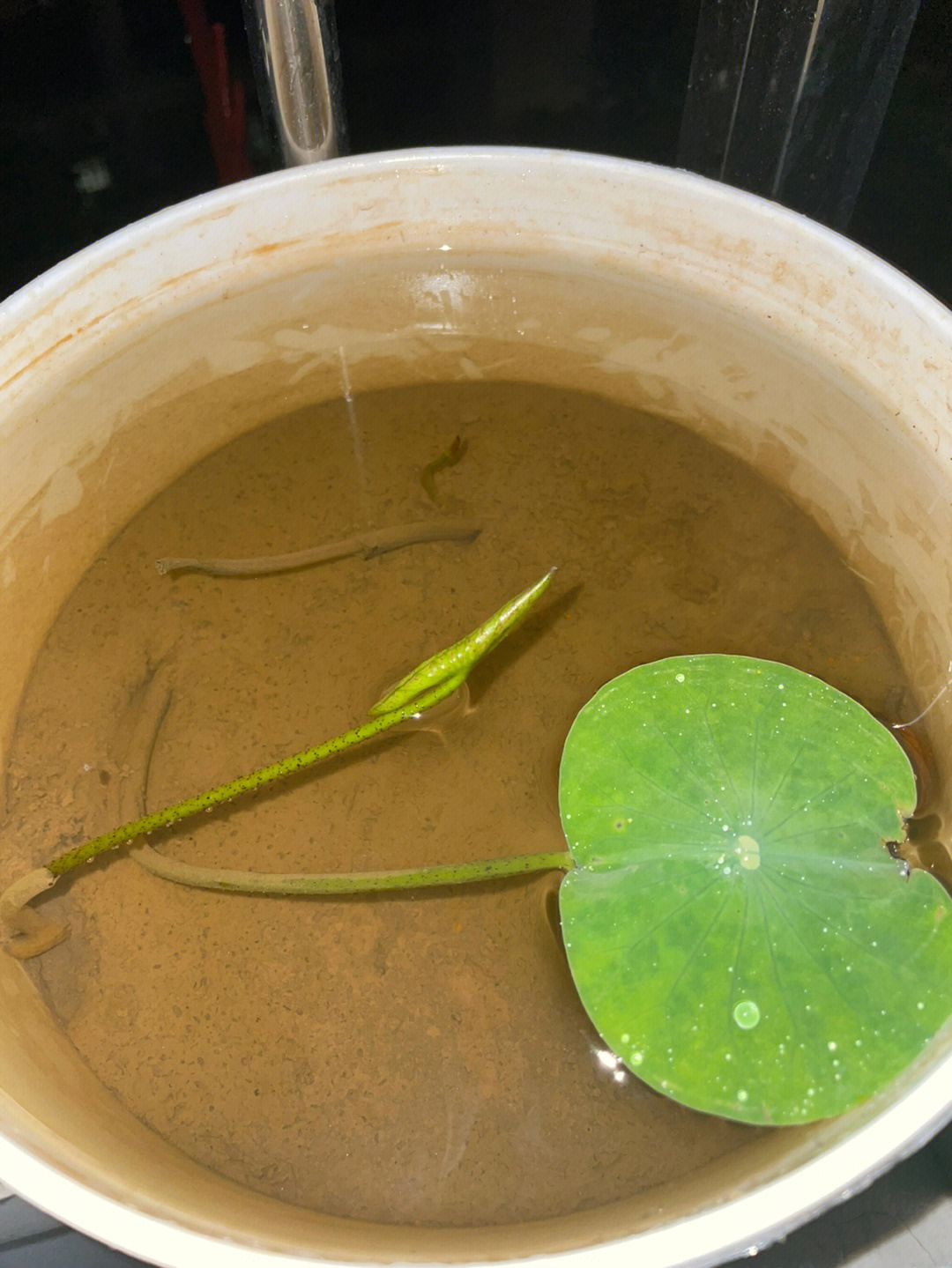 4月20号下土种植的种藕(上一篇笔记),今天已经看见火柴头冒出来啦!