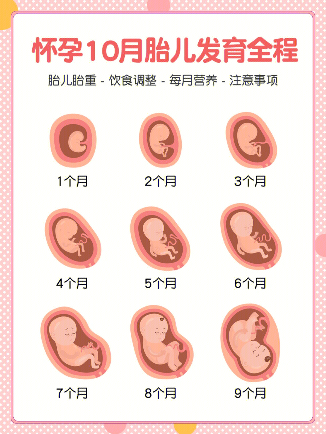 其实,胎儿从受精卵开始,经过逐步发育,再到最后顺利分娩,期间会经历一