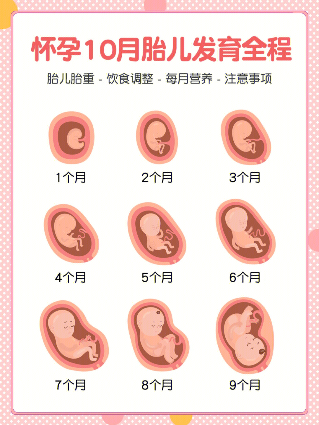 孕1到10月胎位图图片