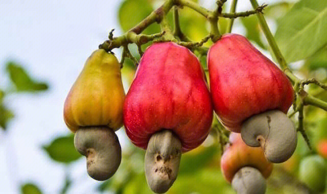 海南奇怪的水果图片