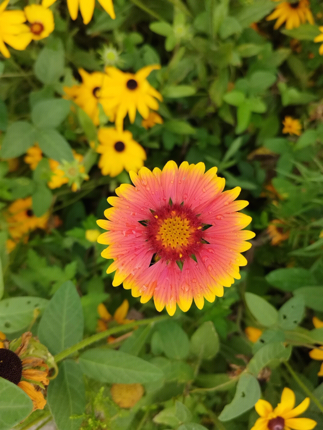 最美孝心少年龙花_最美孝心少年龙花现在怎样_最美孝心少年龙花图片