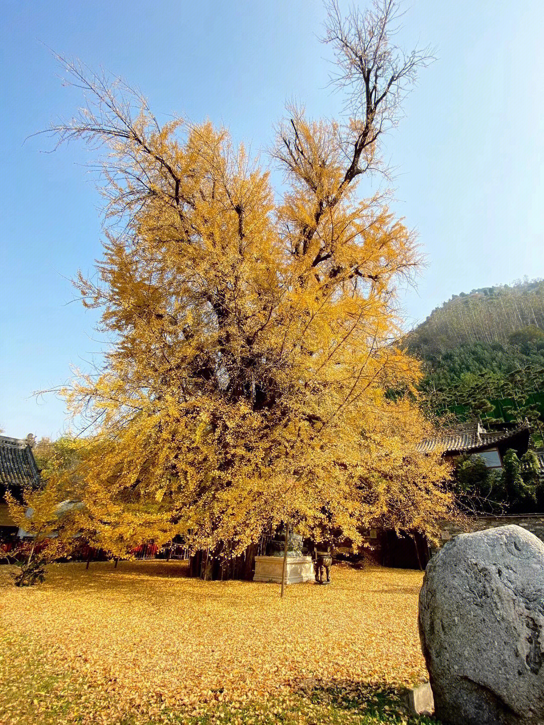 千年银杏树