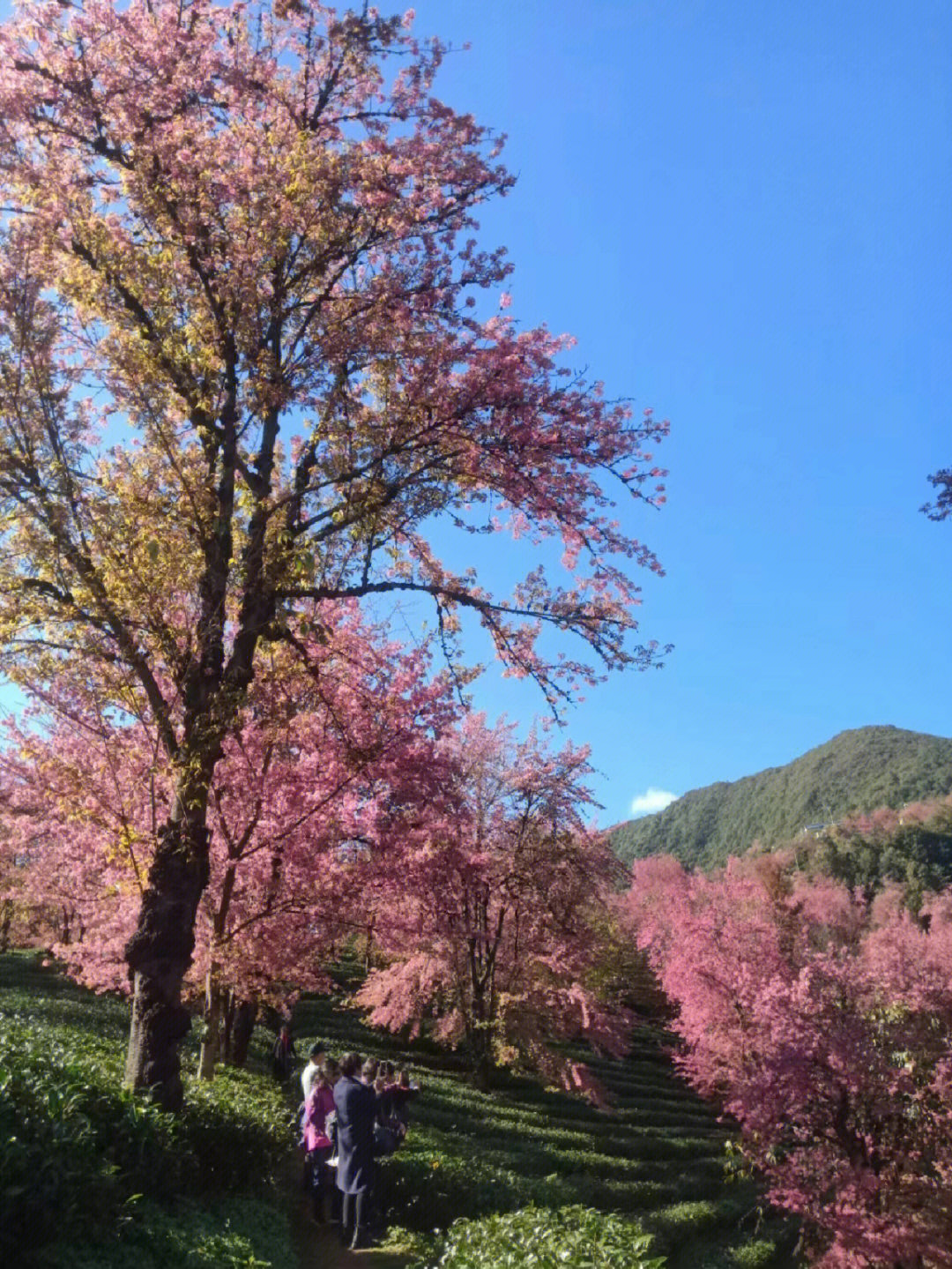 余姚樱花谷图片