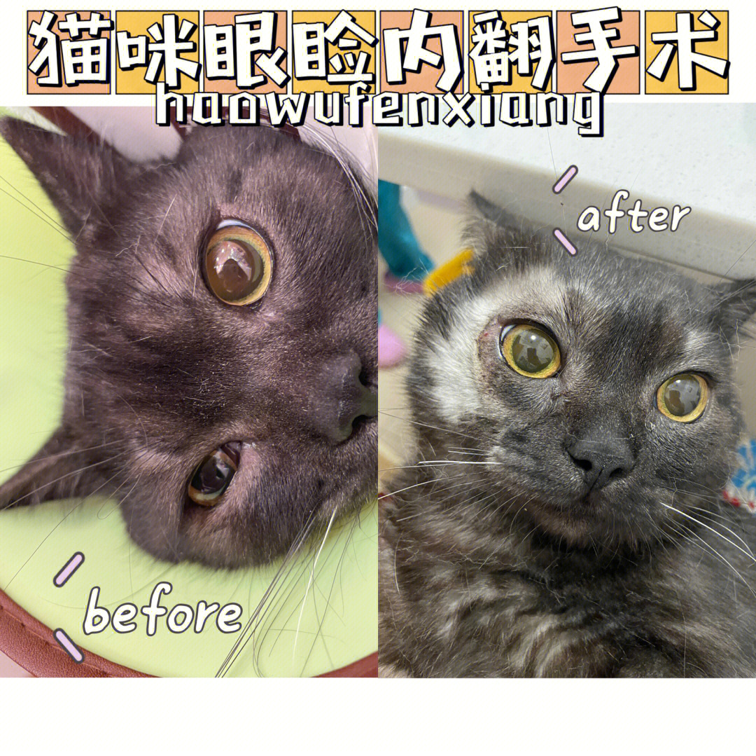 猫咪眼睑内翻手术猫咪倒睫