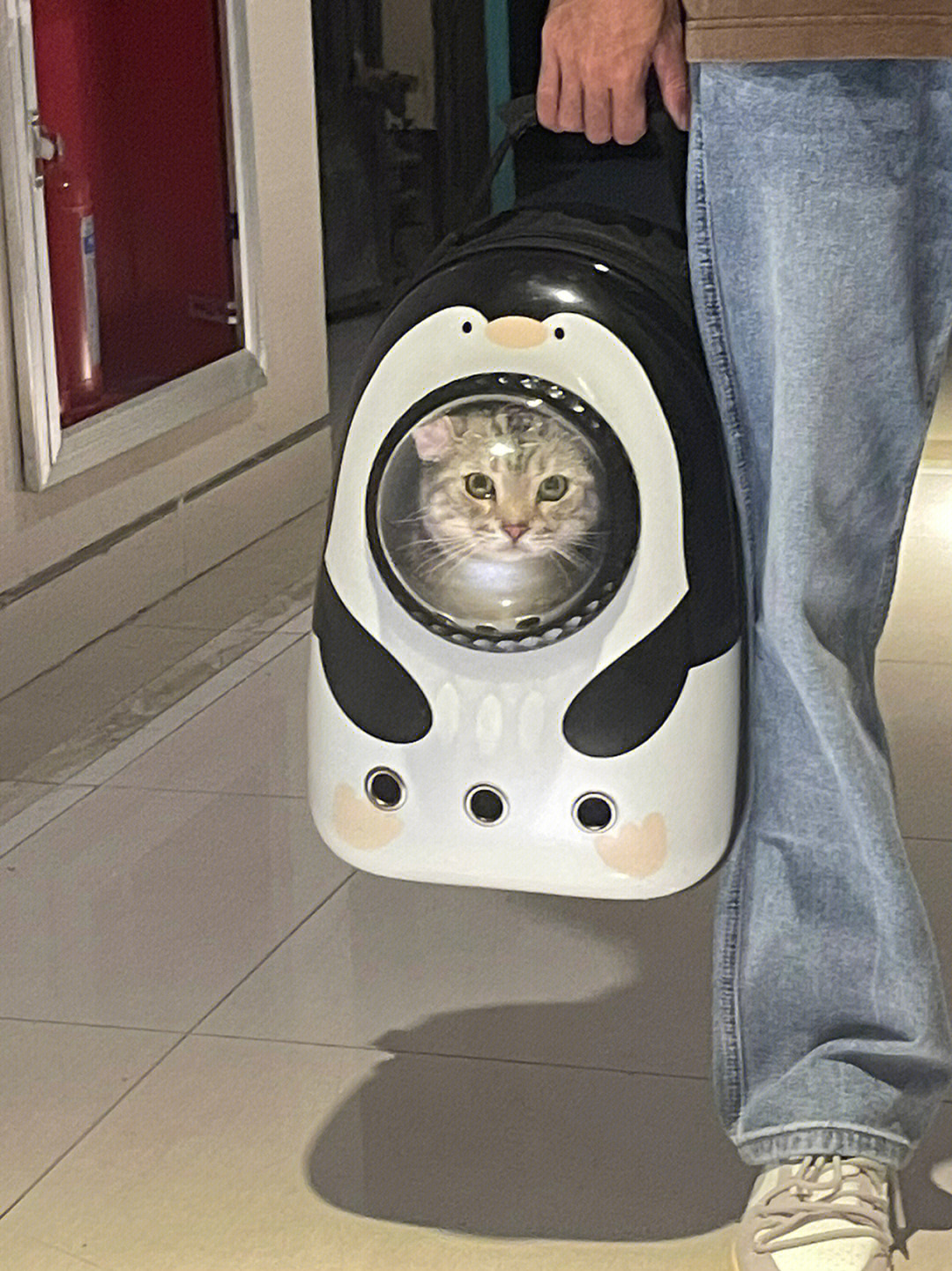 猫咪宇宙表情包图片