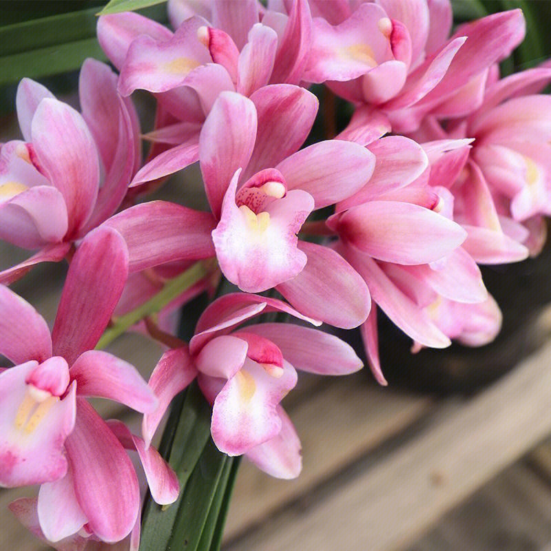 樱花兰花属于兰花的杂交品种,花朵为粉红色,植株喜湿润的生长环境
